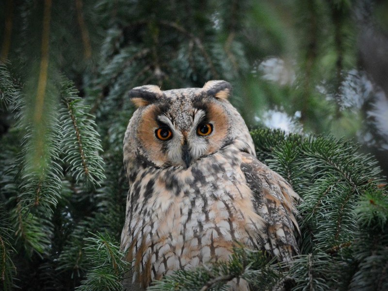 Ушастая Сова размах крыльев