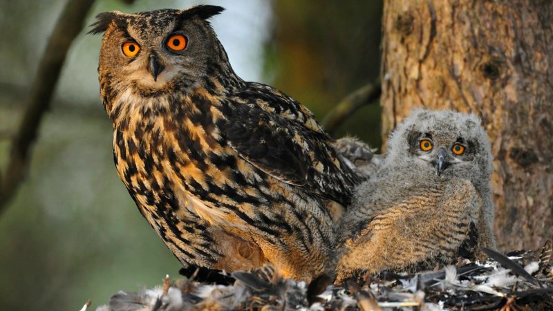 Птенцы Уральской неясыти