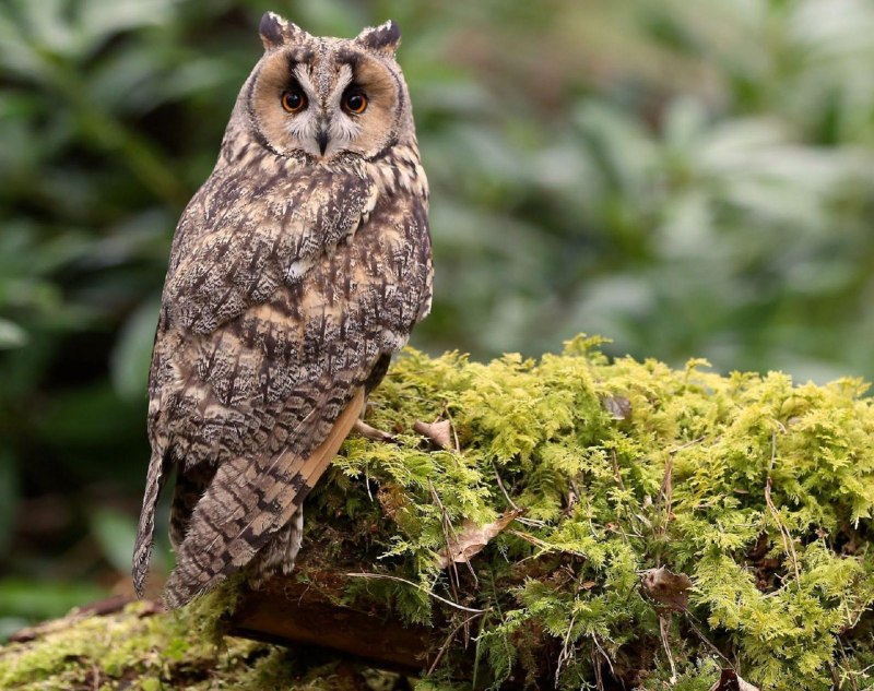 Ушастая Сова в городе