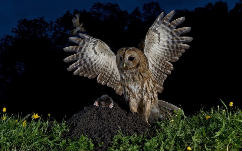 Гнездо Совы комплекс