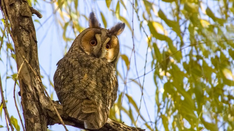 Ушастая Сова гнездо