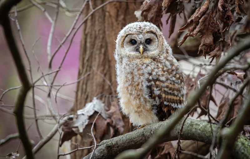 Совенок бородатой неясыти