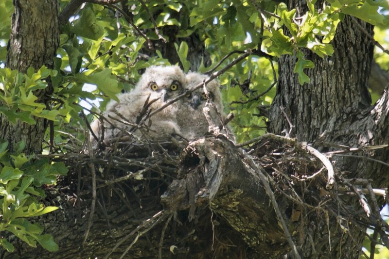 Совята в дупле