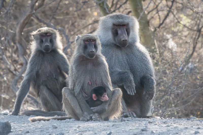 Плащеносный павиан