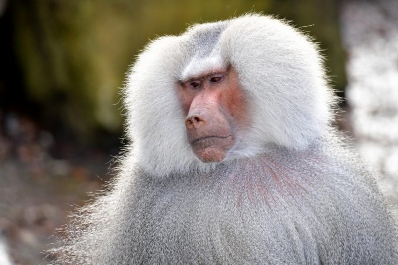 Павиан Бабуин