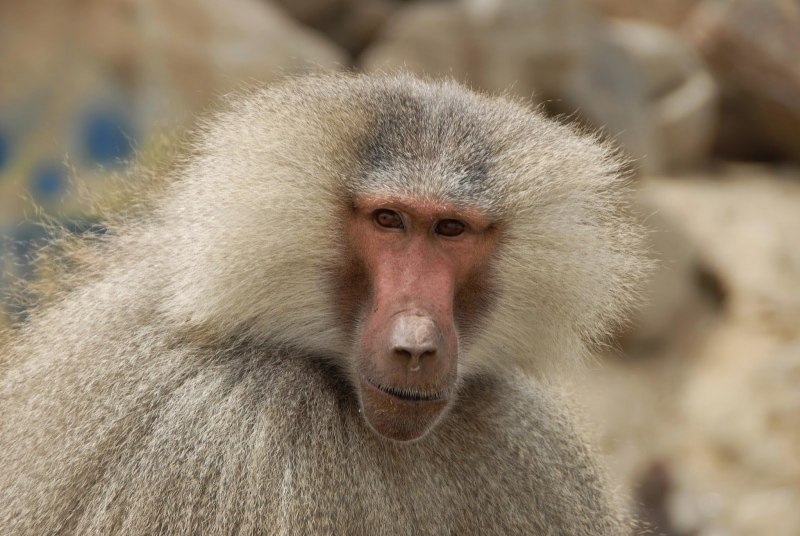 Синезадый Бабуин