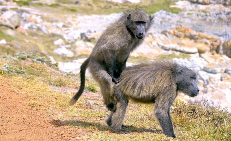 Обезьяна павиан