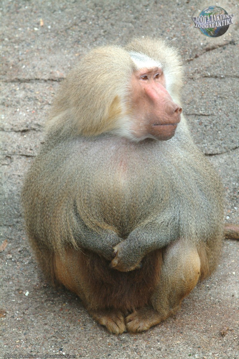 Павиан гамадрил Бабуин