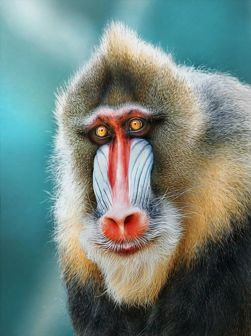 Павиан гамадрил