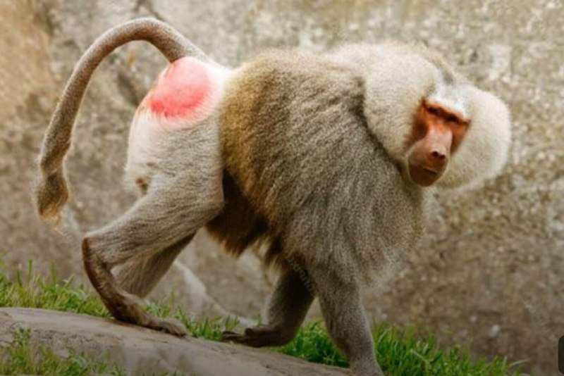 Зелёный павиан Джимми