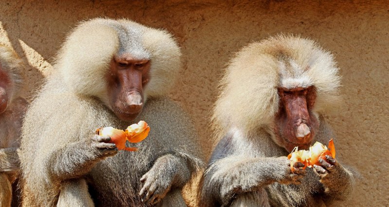 Павиан гамадрил
