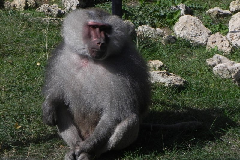Павиан гамадрил