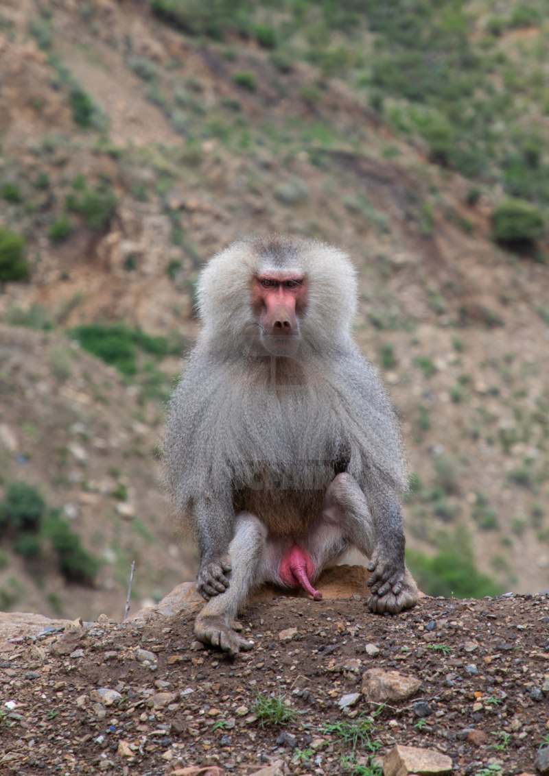 Обезьяна гамадрил