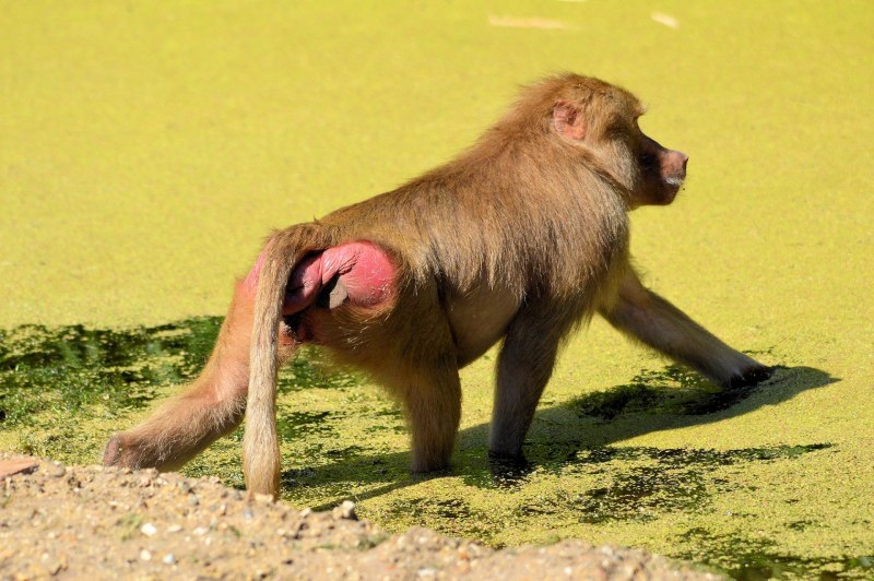 Обезьяна гамадрил