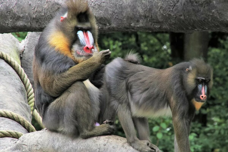 Павиан Мандрил клыки