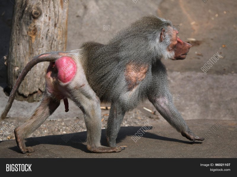 Плащеносный павиан