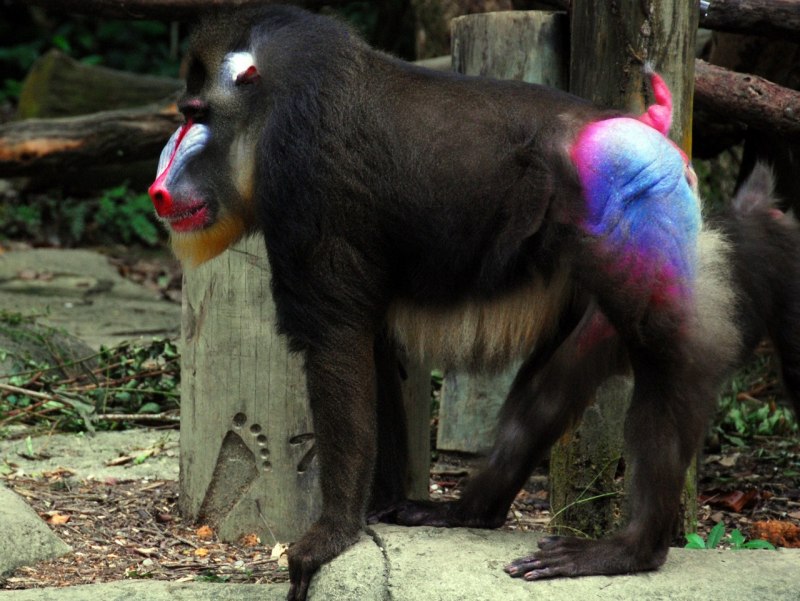 Павиан гамадрил спариваться