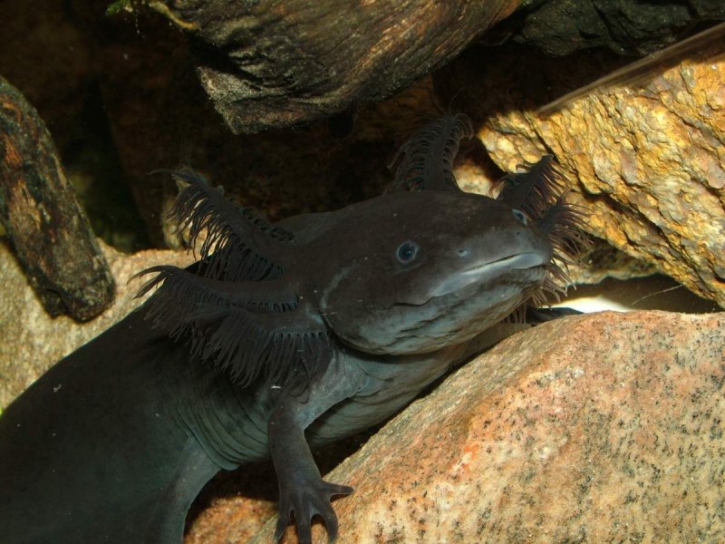 Аксолотль черный