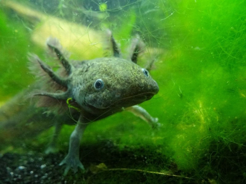 Аквариумный дракон аксолотль