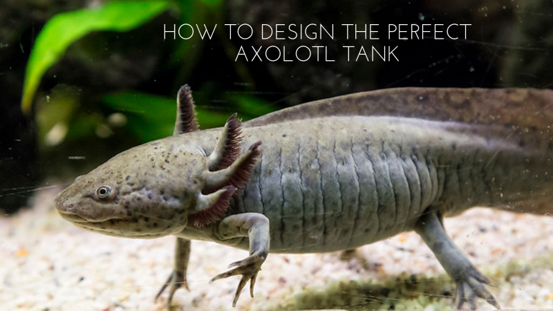 Амбистома и аксолотль