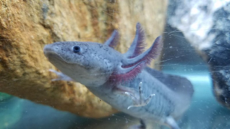 Мексиканская саламандра аксолотль