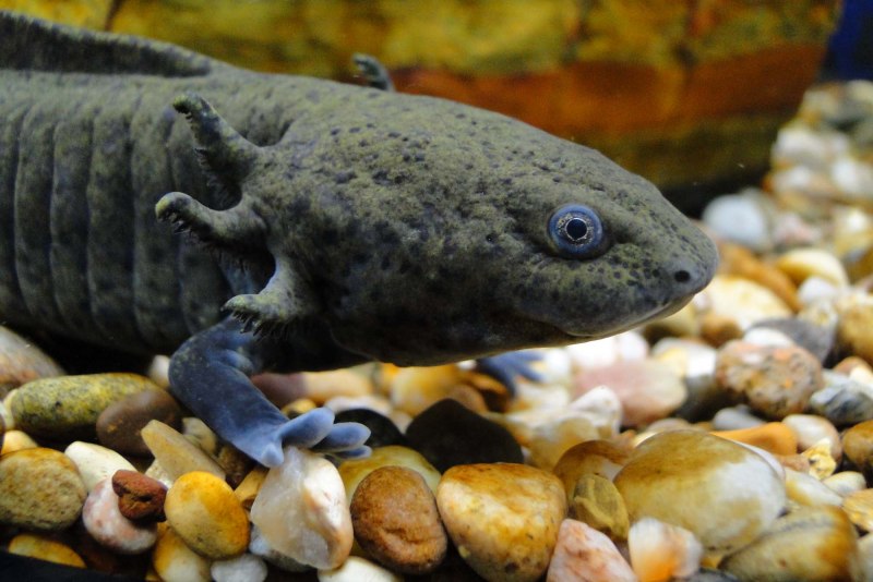 Аксолотль в дикой природе