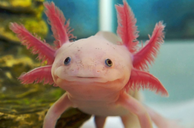 Аквариумная рыбка аксолотль
