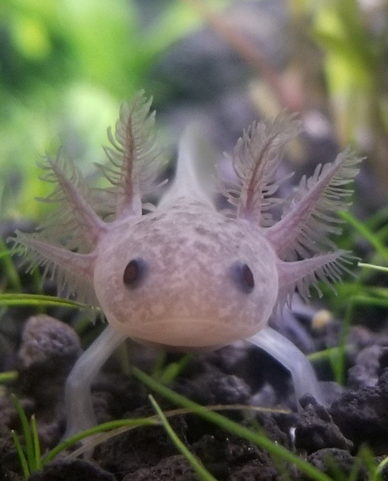 Тритон аквариумный аксолотль