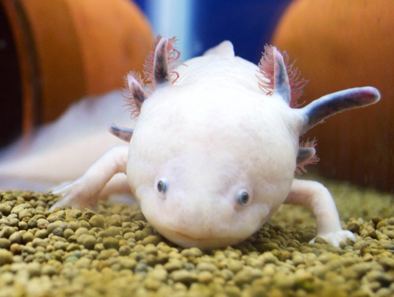 Аксолотль мексиканской амбистомы