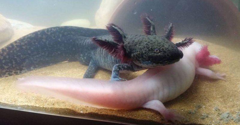 Саламандра аксолотль