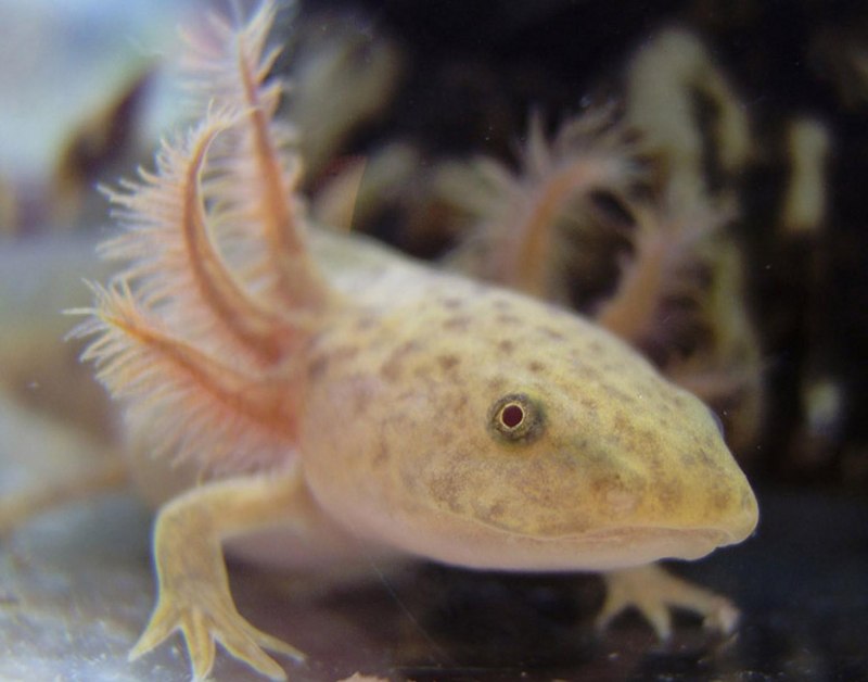 Аквариумная рыбка аксолотль