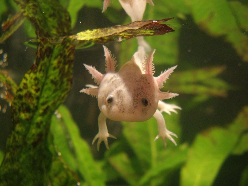 Аквариумный дракон аксолотль