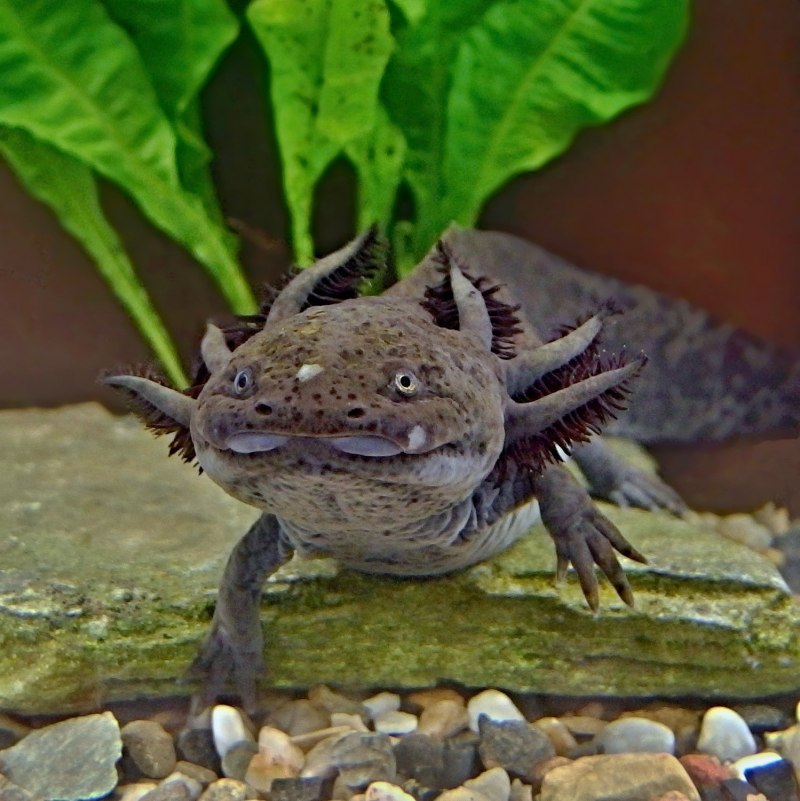 Аксолотль аксолотль