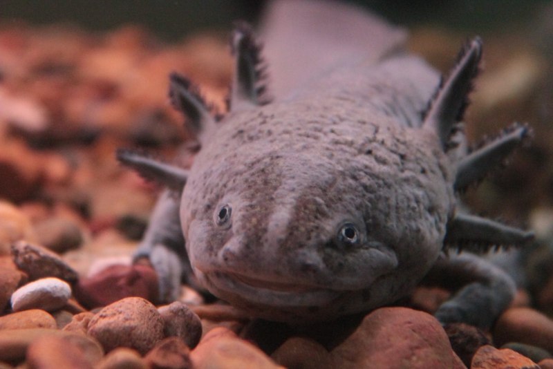 Тритон аквариумный аксолотль