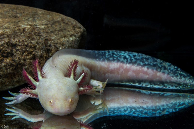 Тритон аквариумный аксолотль