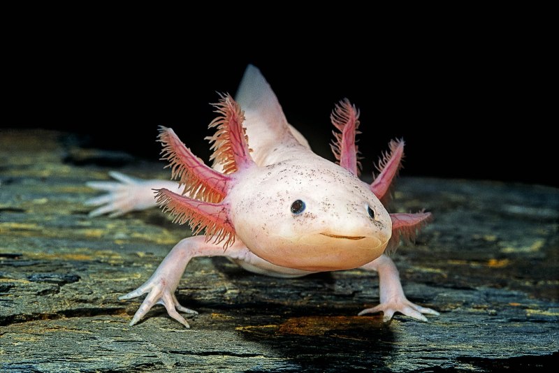 Аксолотль (Ambystoma mexicanum)