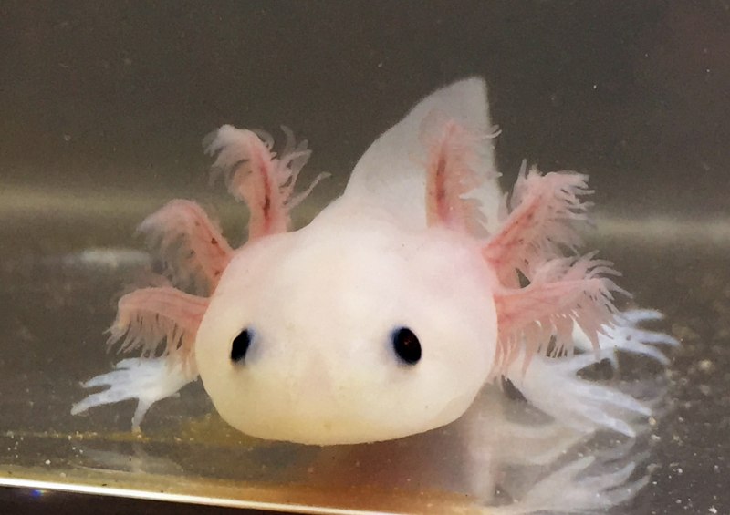 Аквариумный дракон аксолотль