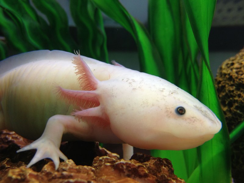 Девочка Акселот фото аниме