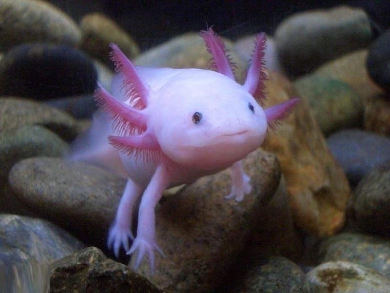 Мексиканская саламандра аксолотль