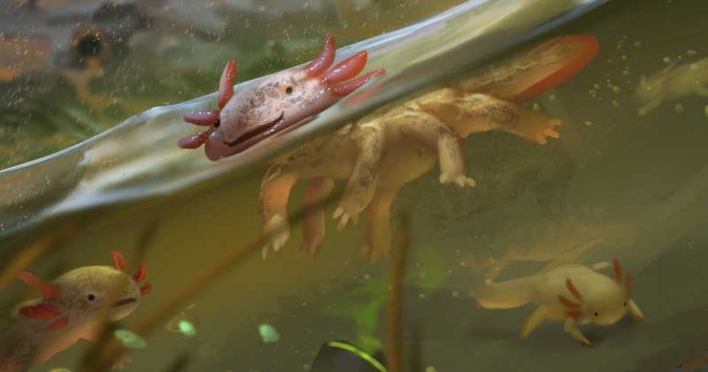 Аксолотль Лотти