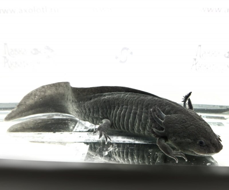 Аксолотль головастик