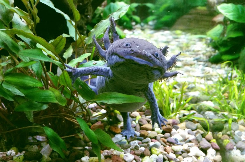 Мексиканская саламандра аксолотль