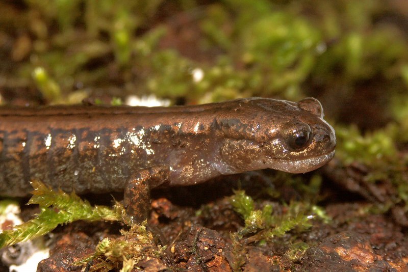 Salamandrella keyserlingii