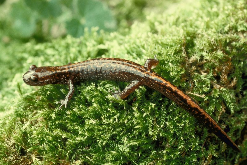 Уссурийский когтистый Тритон Onychodactylus fischeri