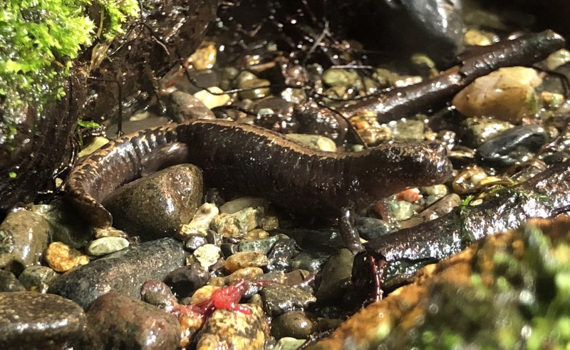 Земноводные Тритон обыкновенный