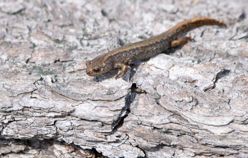 Сибирский четырехпалый Тритон