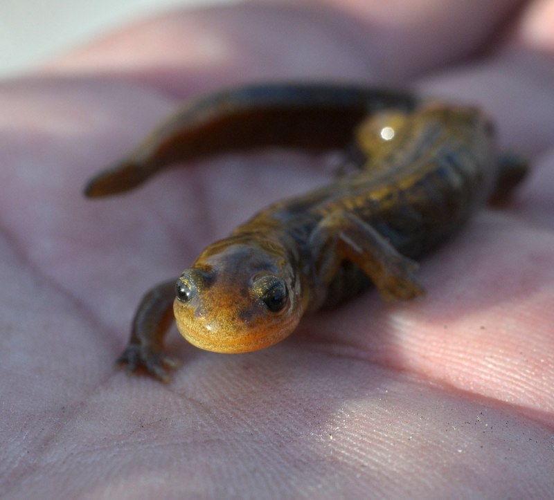 Сибирский углозуб