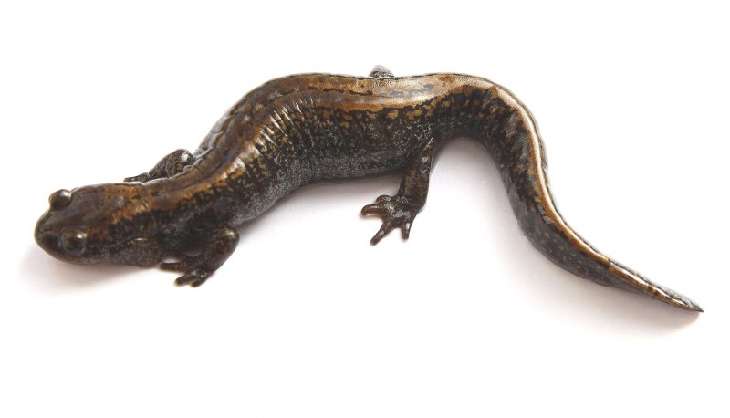 25. Углозуб Сибирский