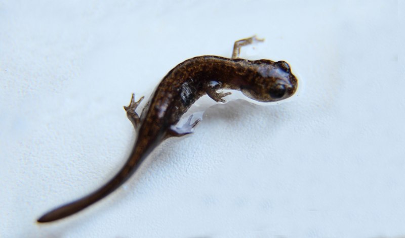 Сибирский углозуб Salamandrella keyserlingii