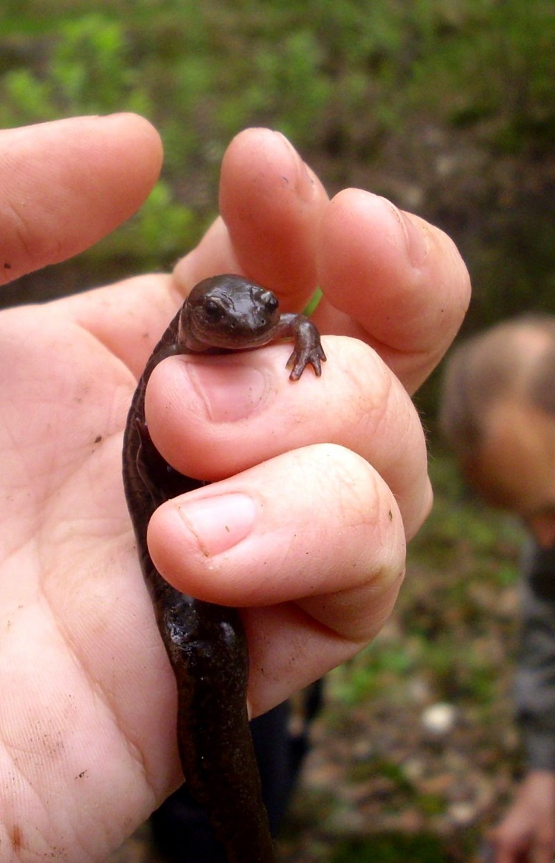 Сибирский углозуб